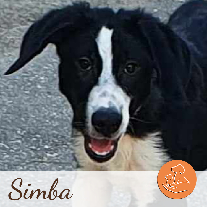 Simba