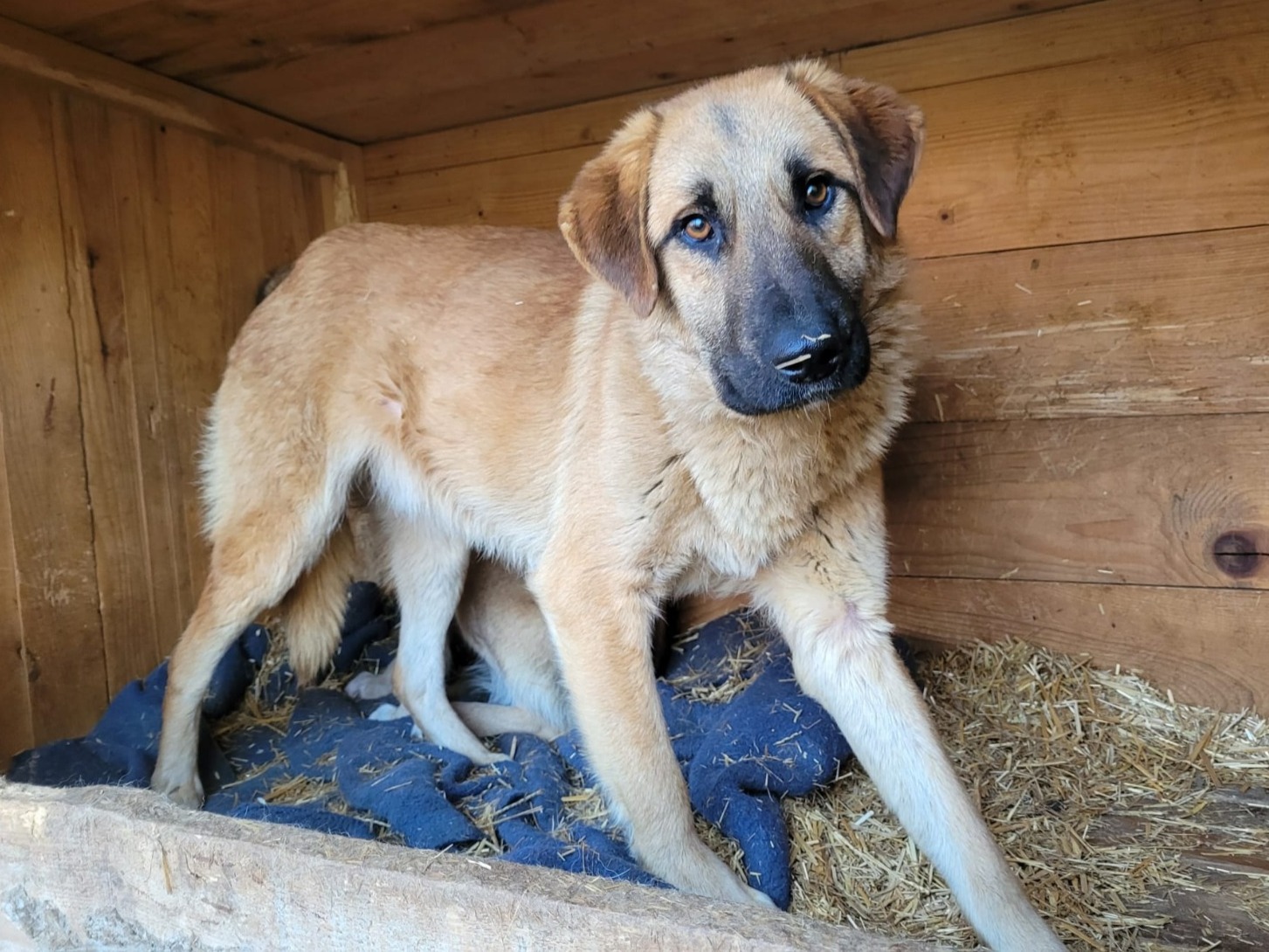 Balu