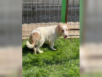 Sky sucht ein Zuhause