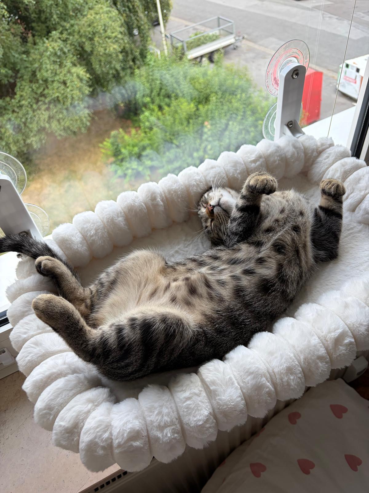 🐾Neugieriger Kater Woody🐾