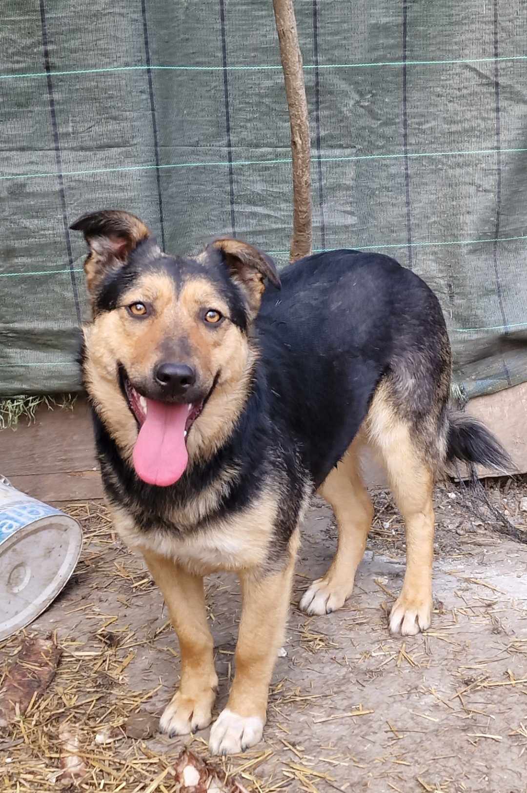 Gia