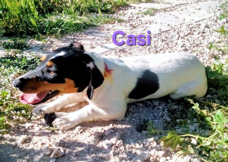 Casi