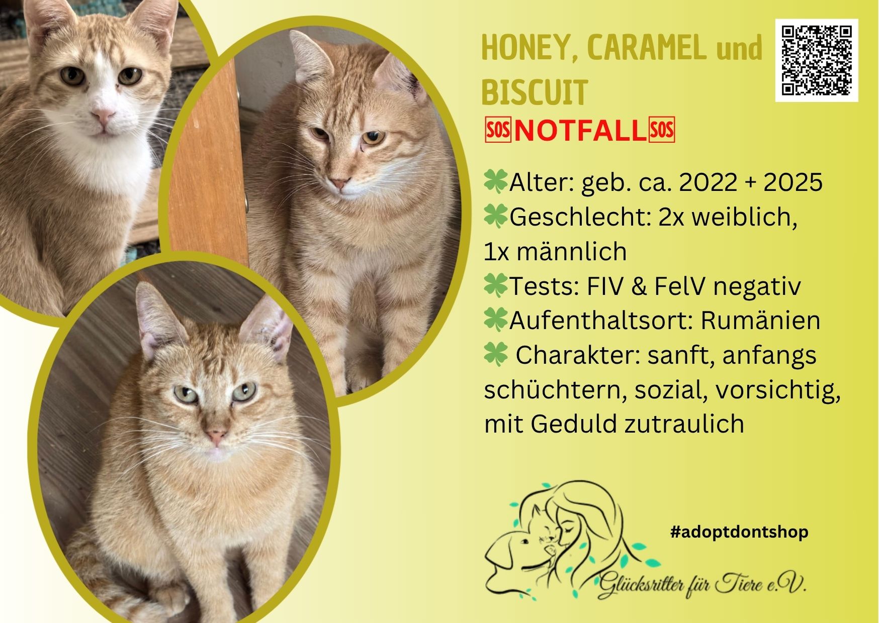 🆘Honey, Caramel und Biscuit 🆘