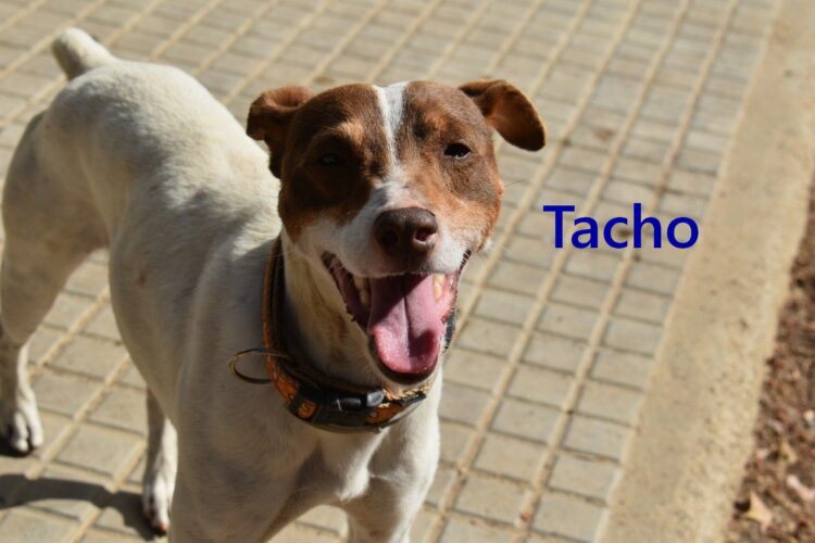 Tacho