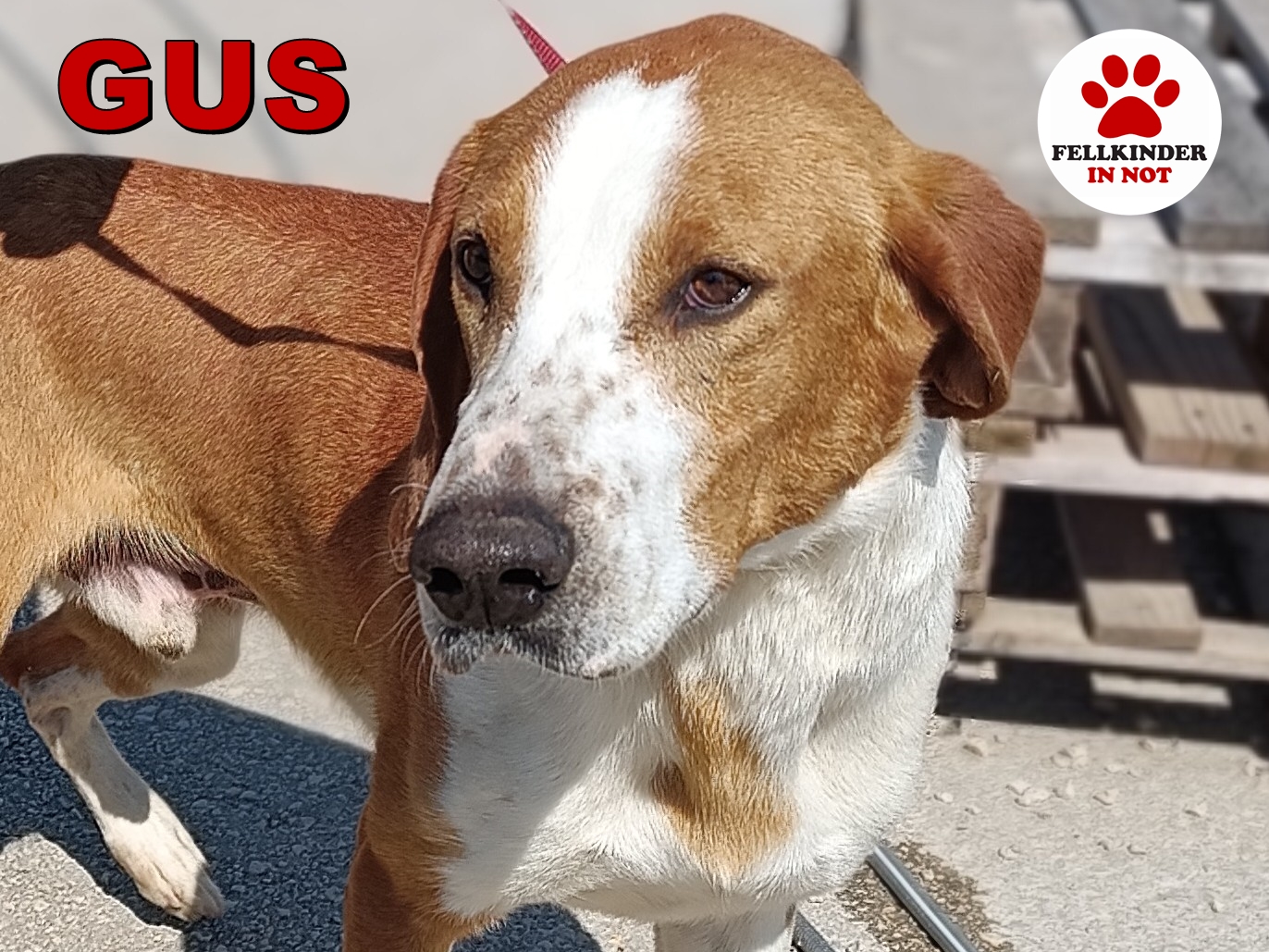 Gus