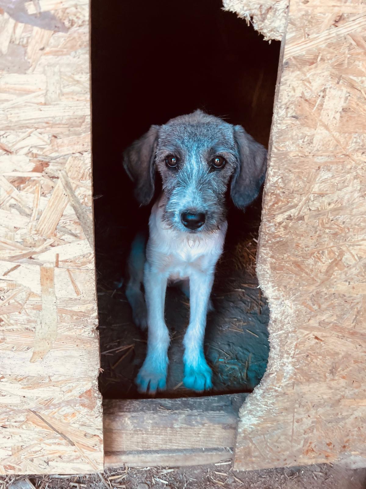 Welpenmädchen CASSIE