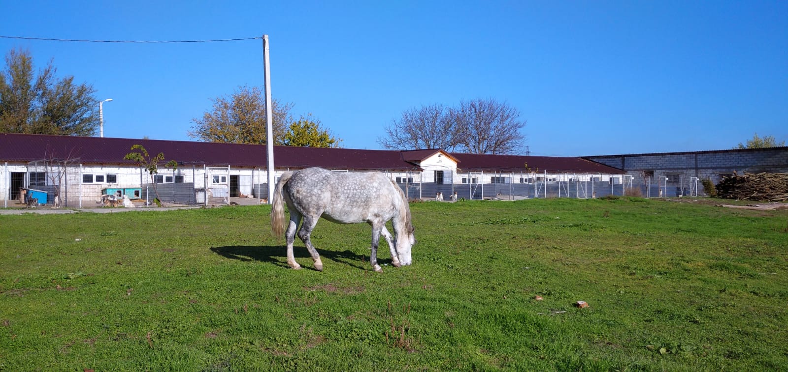 Tiernothilfe Casa Katharina e.V.