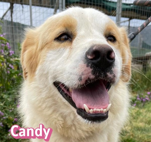 Candy