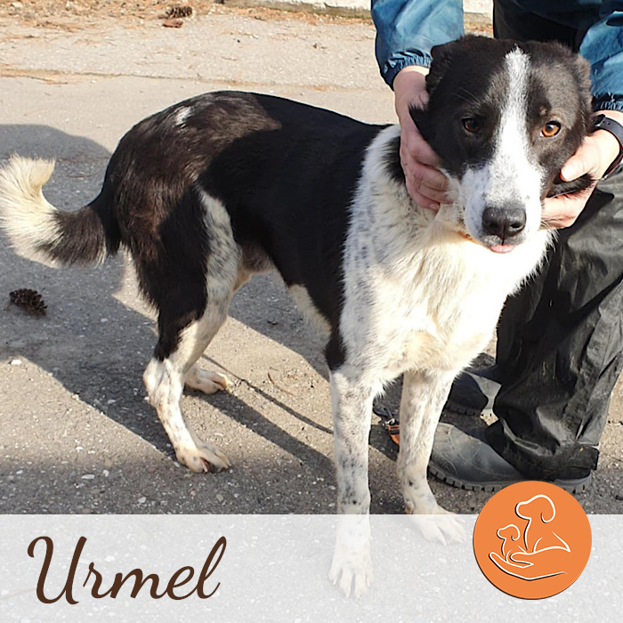 Urmel