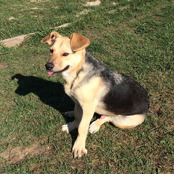 Pomi