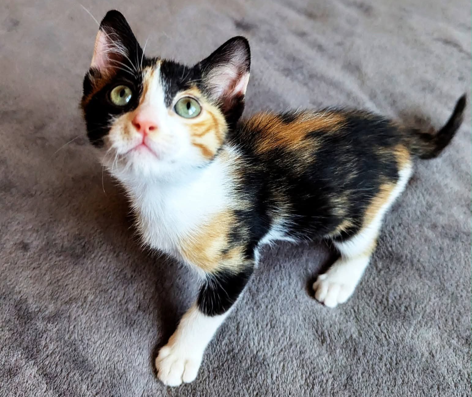 Kleo