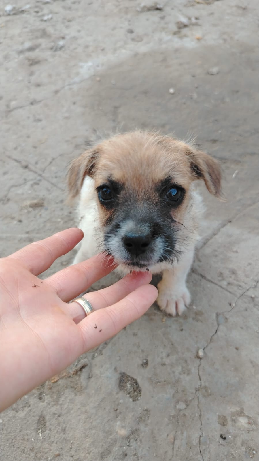 Ella 🐾🐕