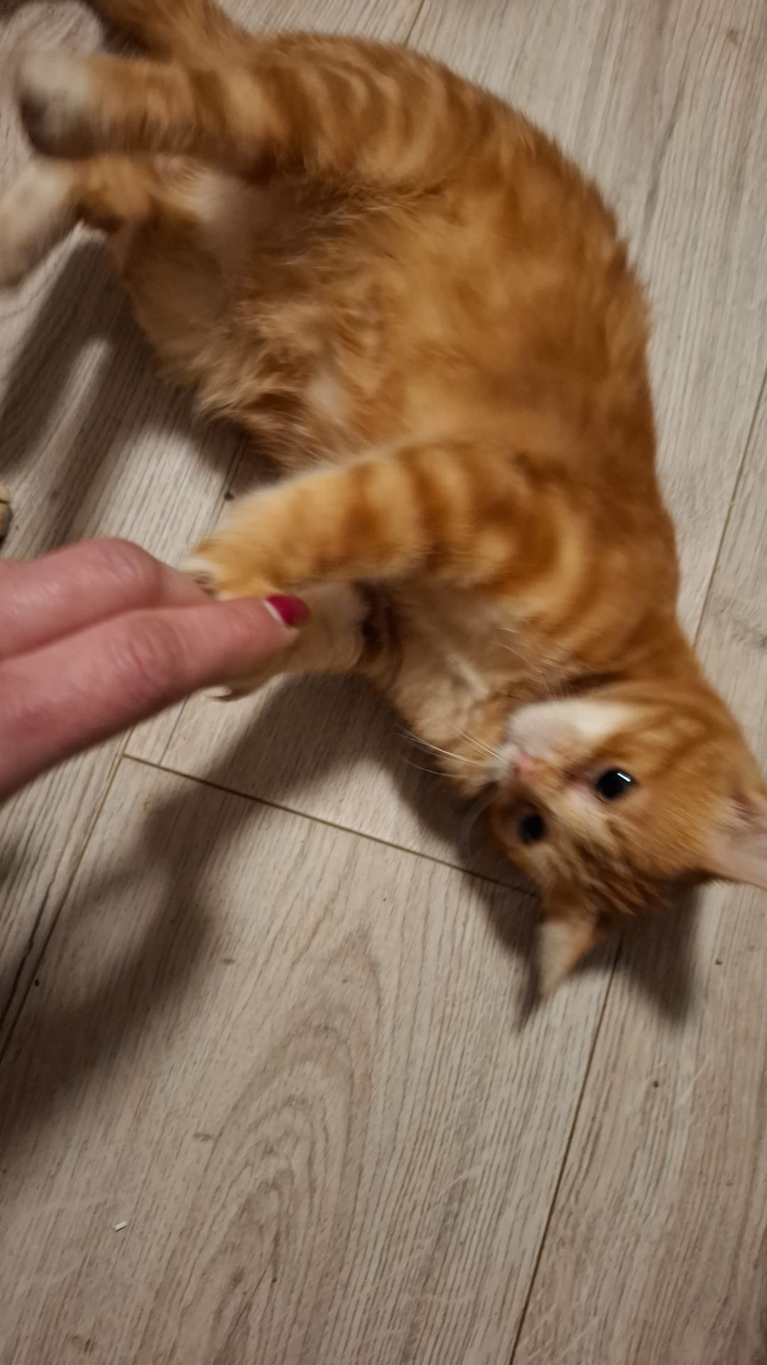 Garfild 🐾🐈