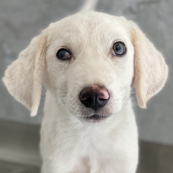 Paco