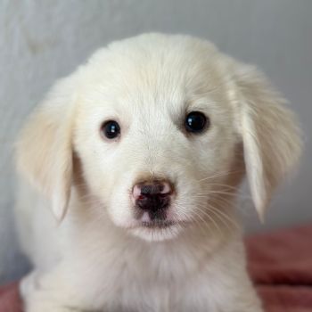 Greta