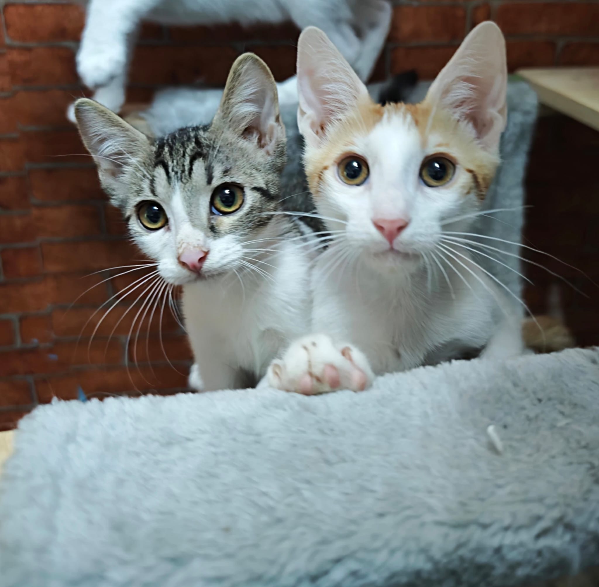 London & Pancake