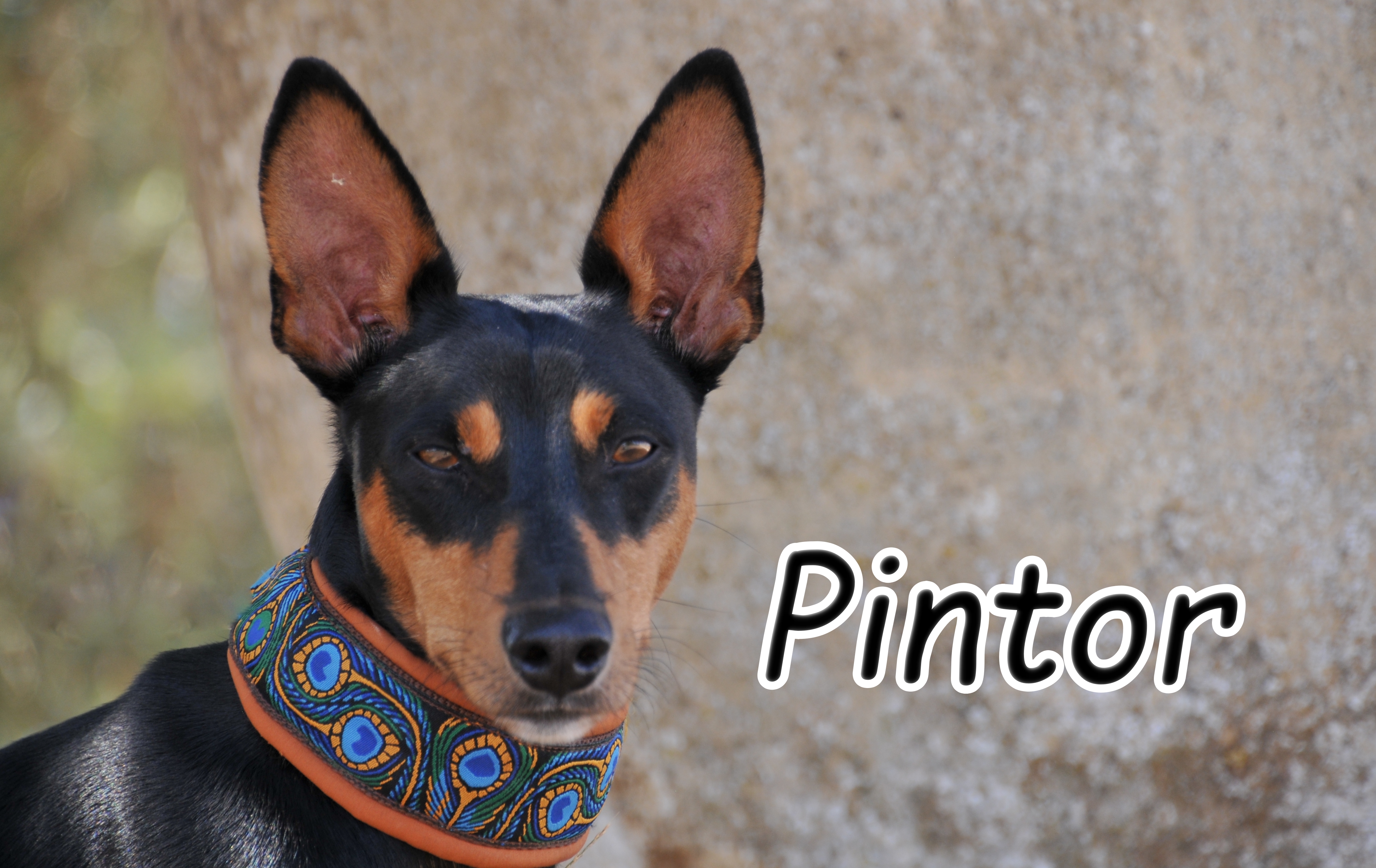 Pintor