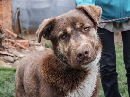 Roko