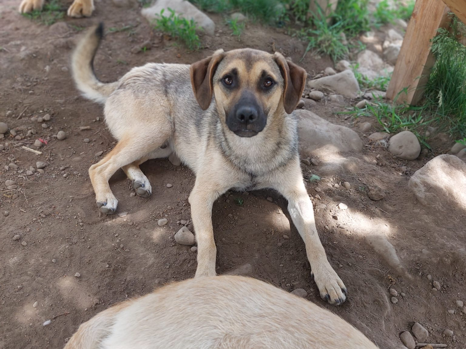 Kadar 🐾🐕