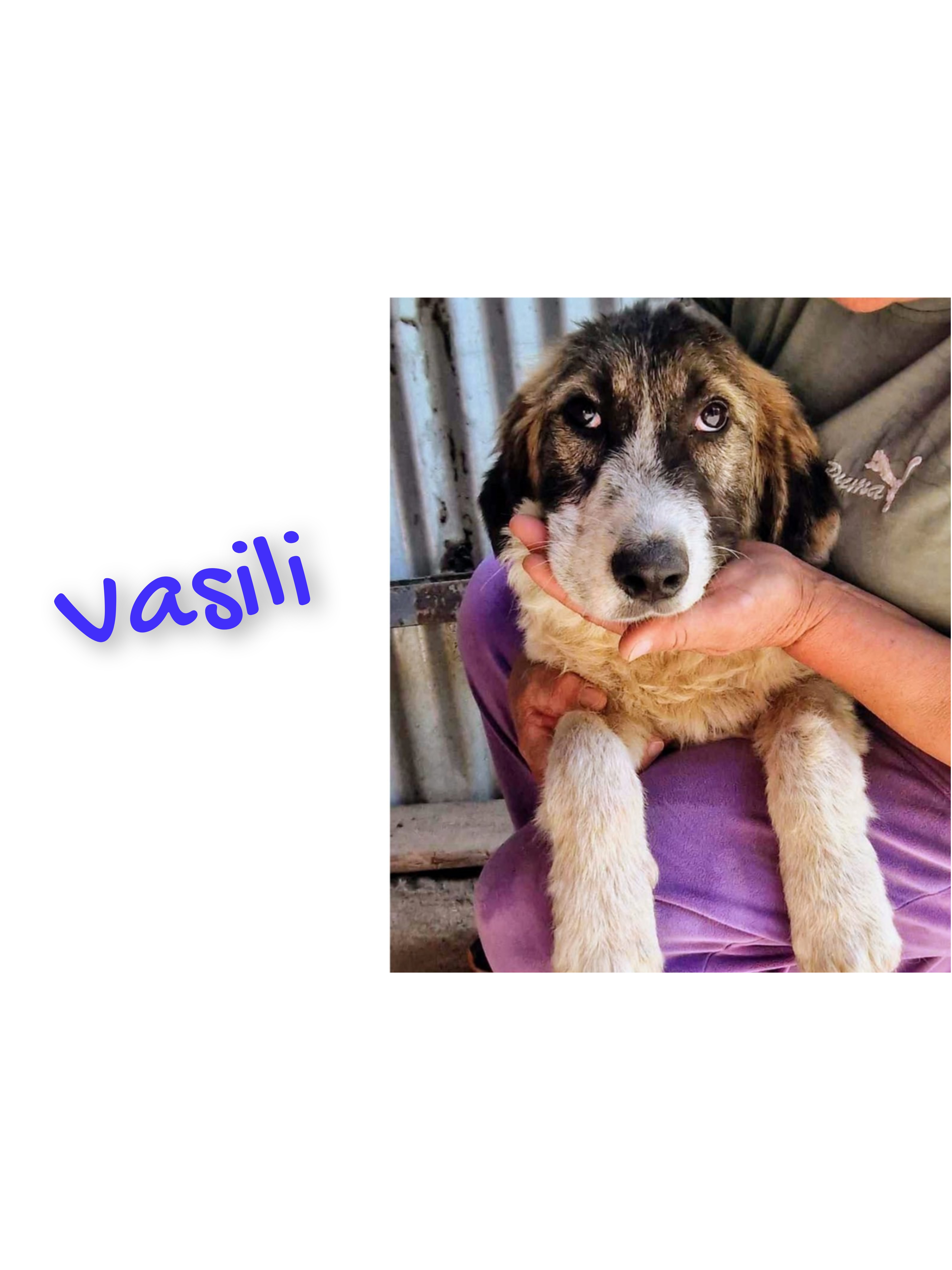 Vasili