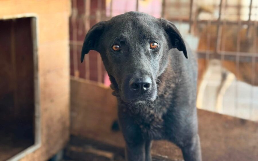 Kovu