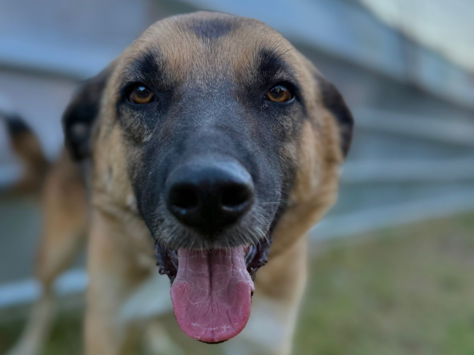 🐕 Lieber Ares sucht Dich! 💙