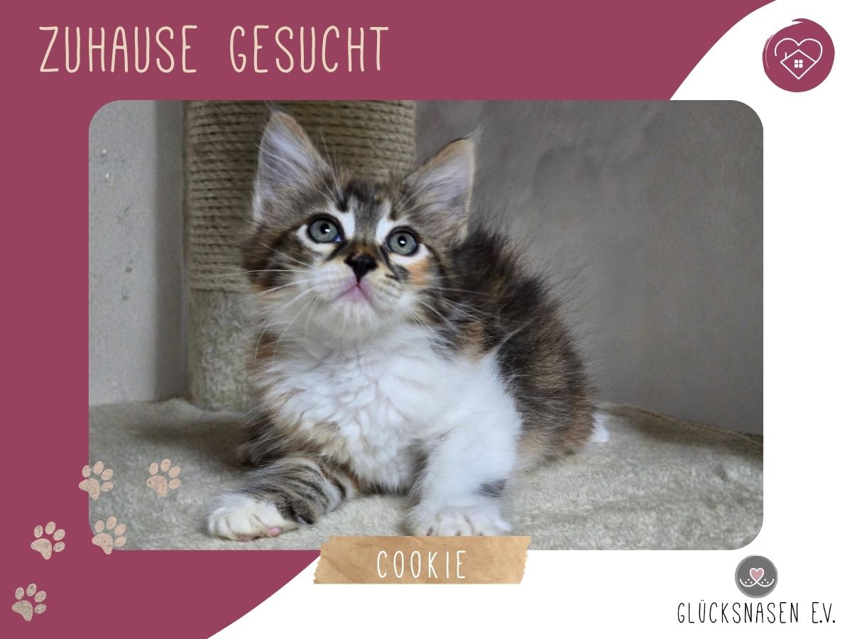 Cookie ist bereit für Dich