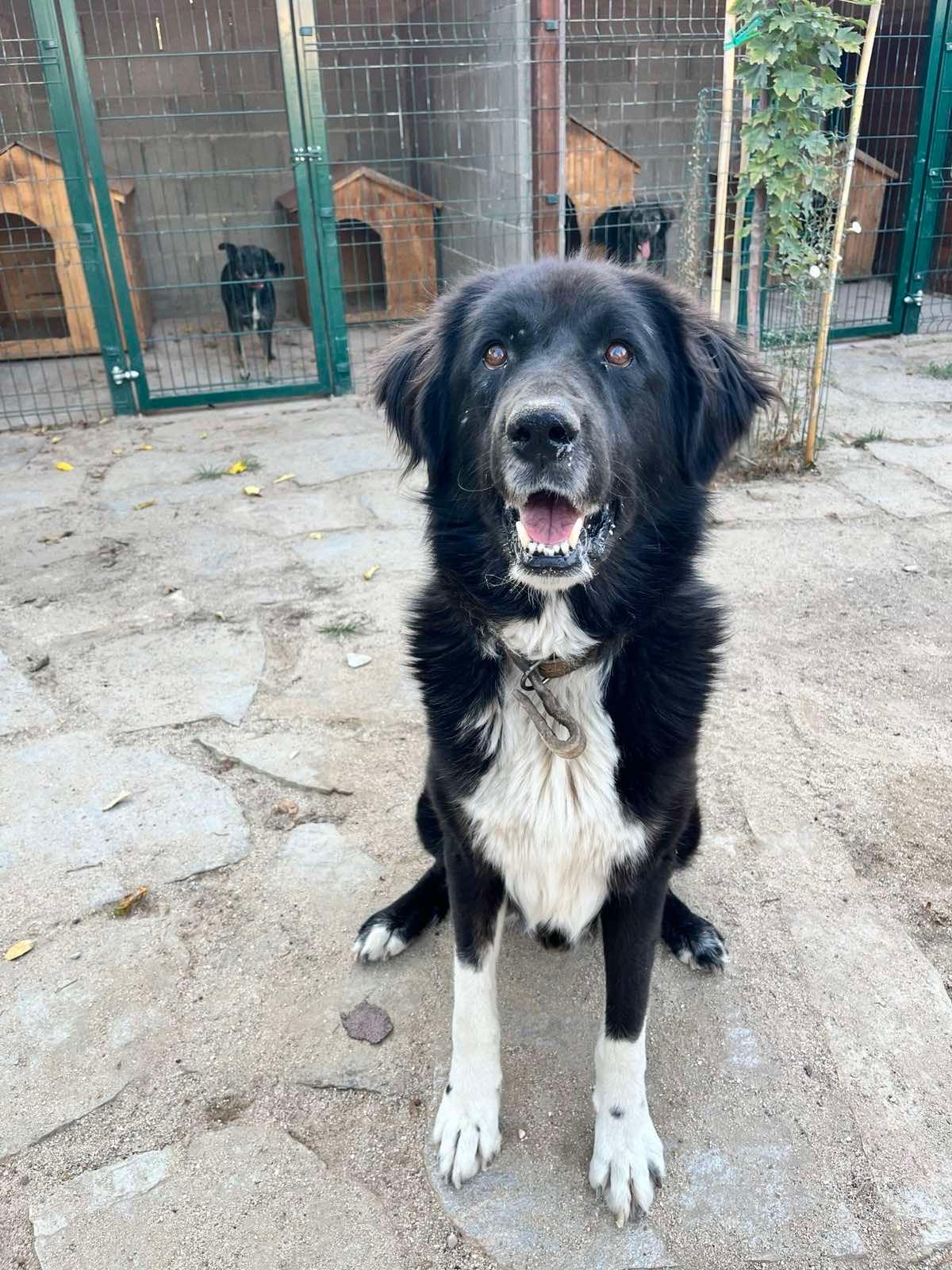 Samu