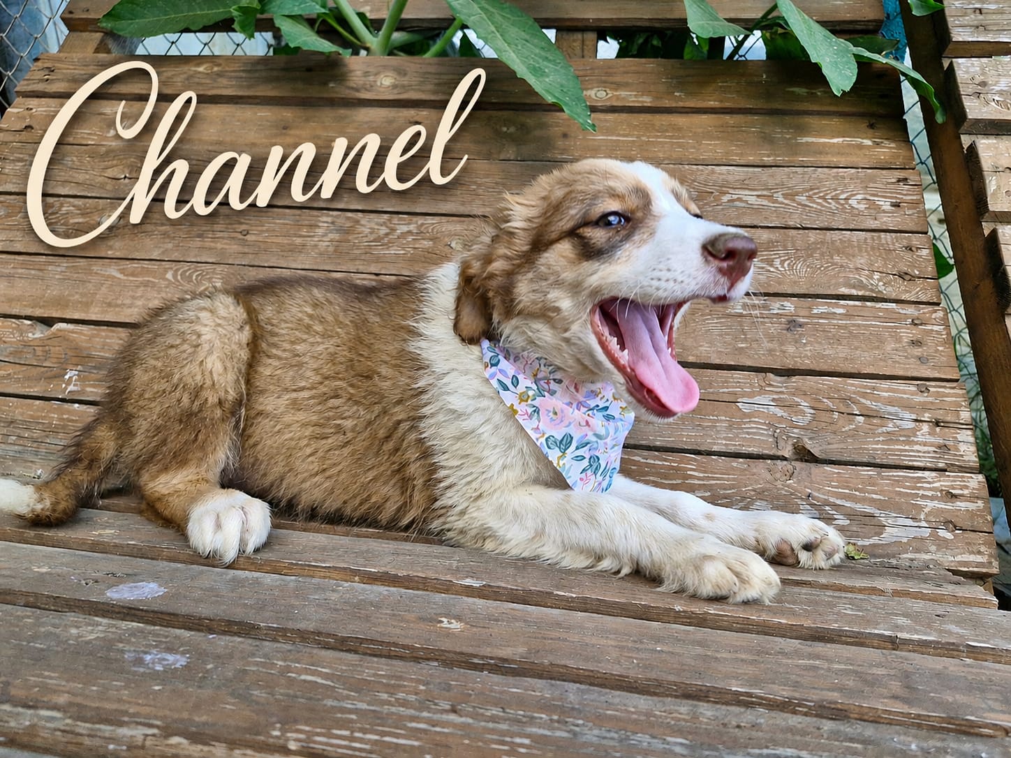 Channel
