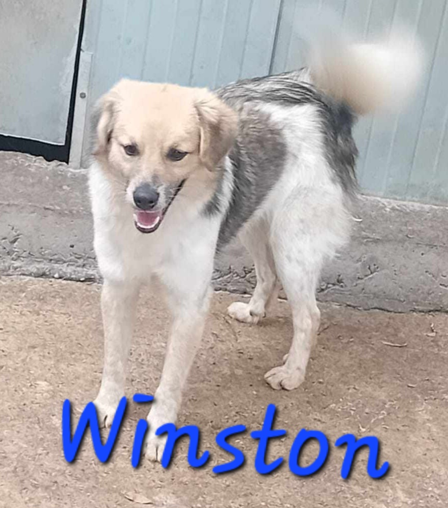 Winston 🐾
