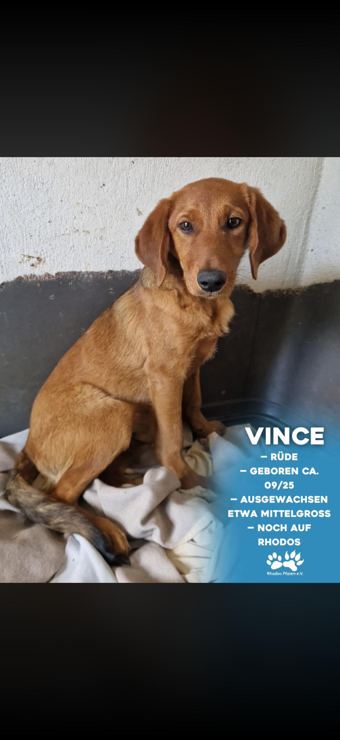 Vince
