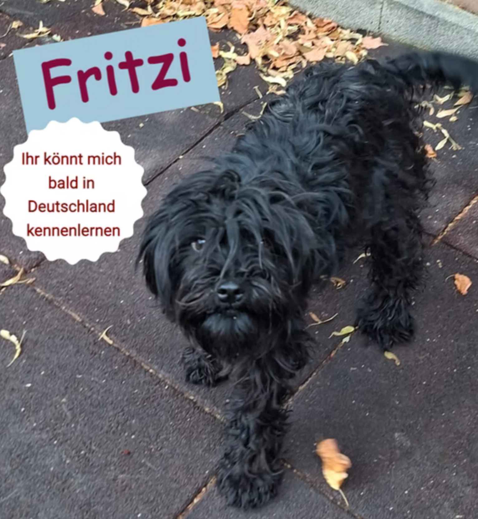 Fritzi