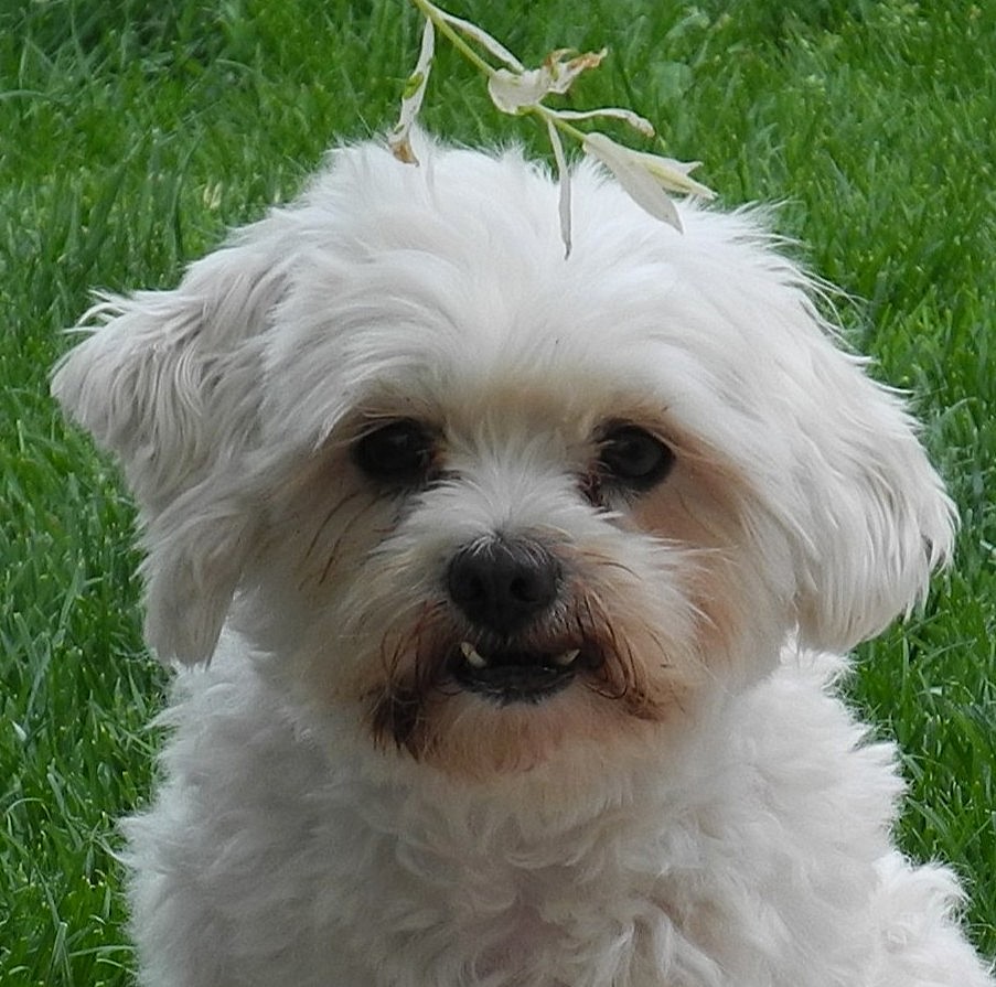 RUBI