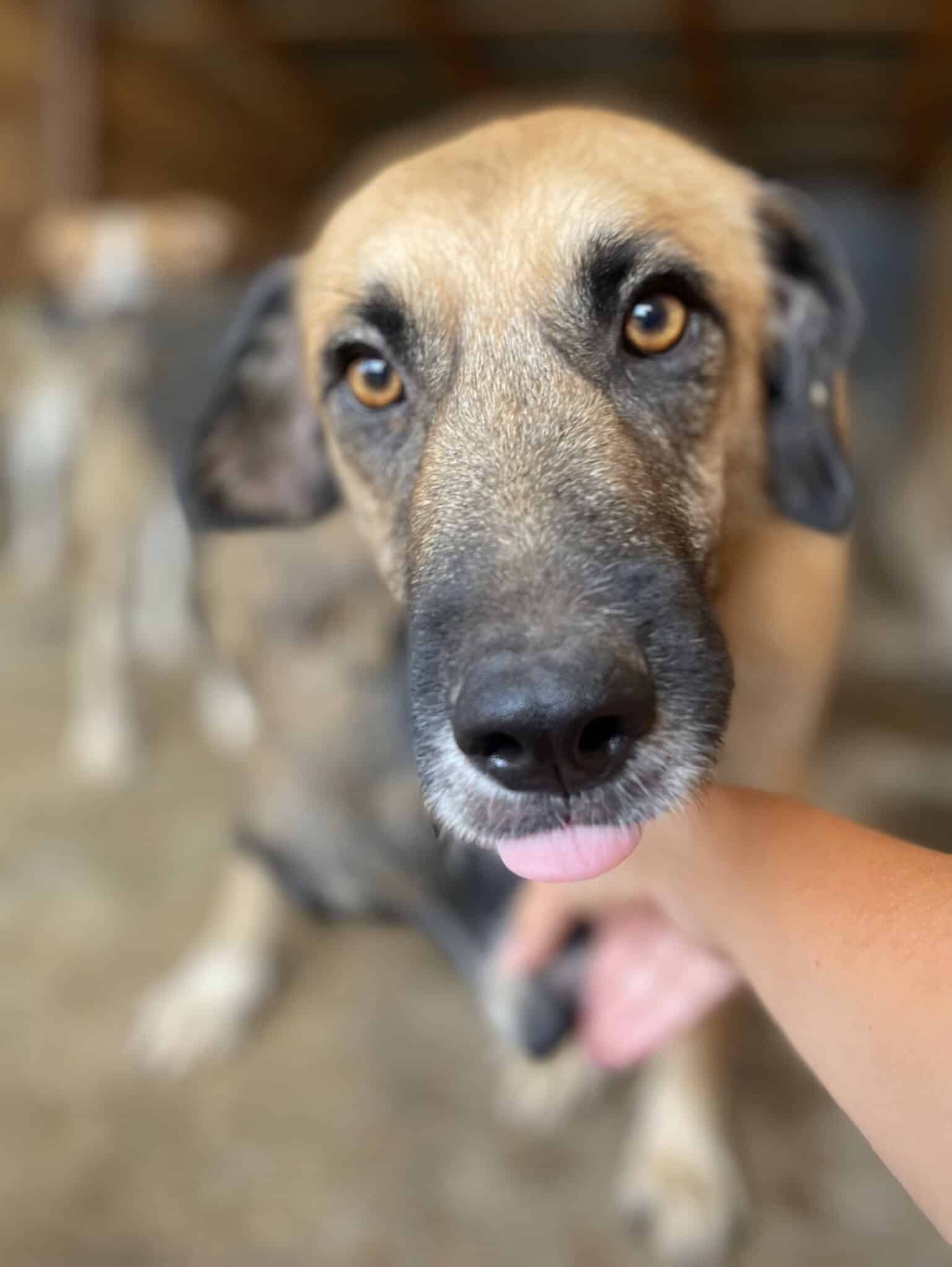 Dobby O
