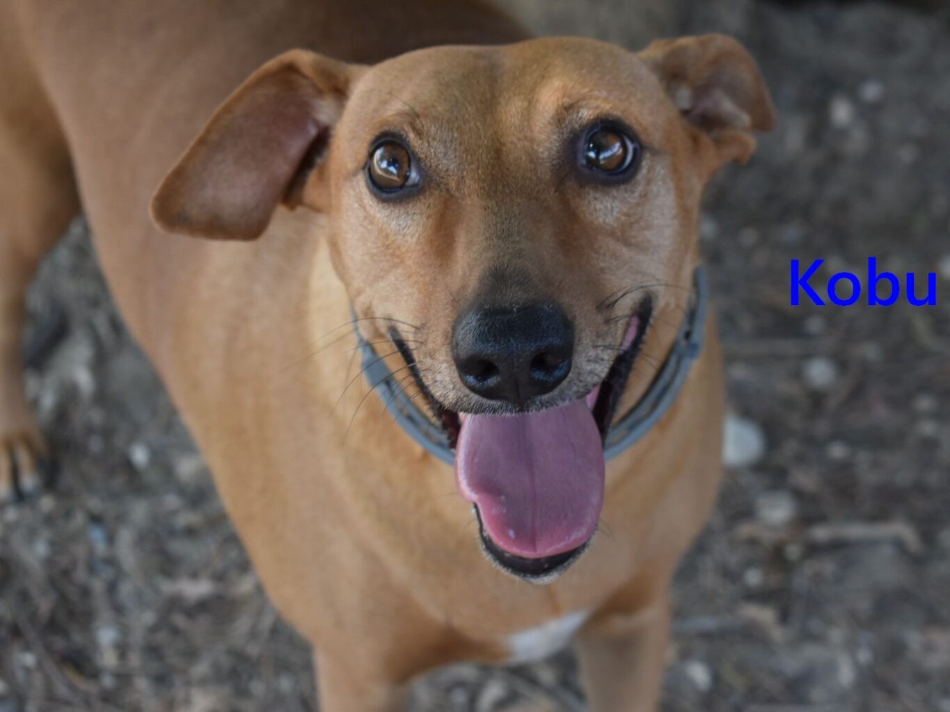Kobu