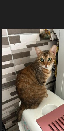 🌸Sanfte Jade sucht Dich😺