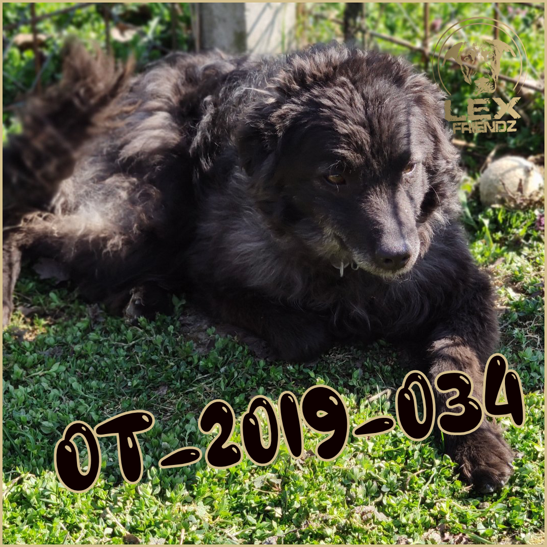 OT-2019-034