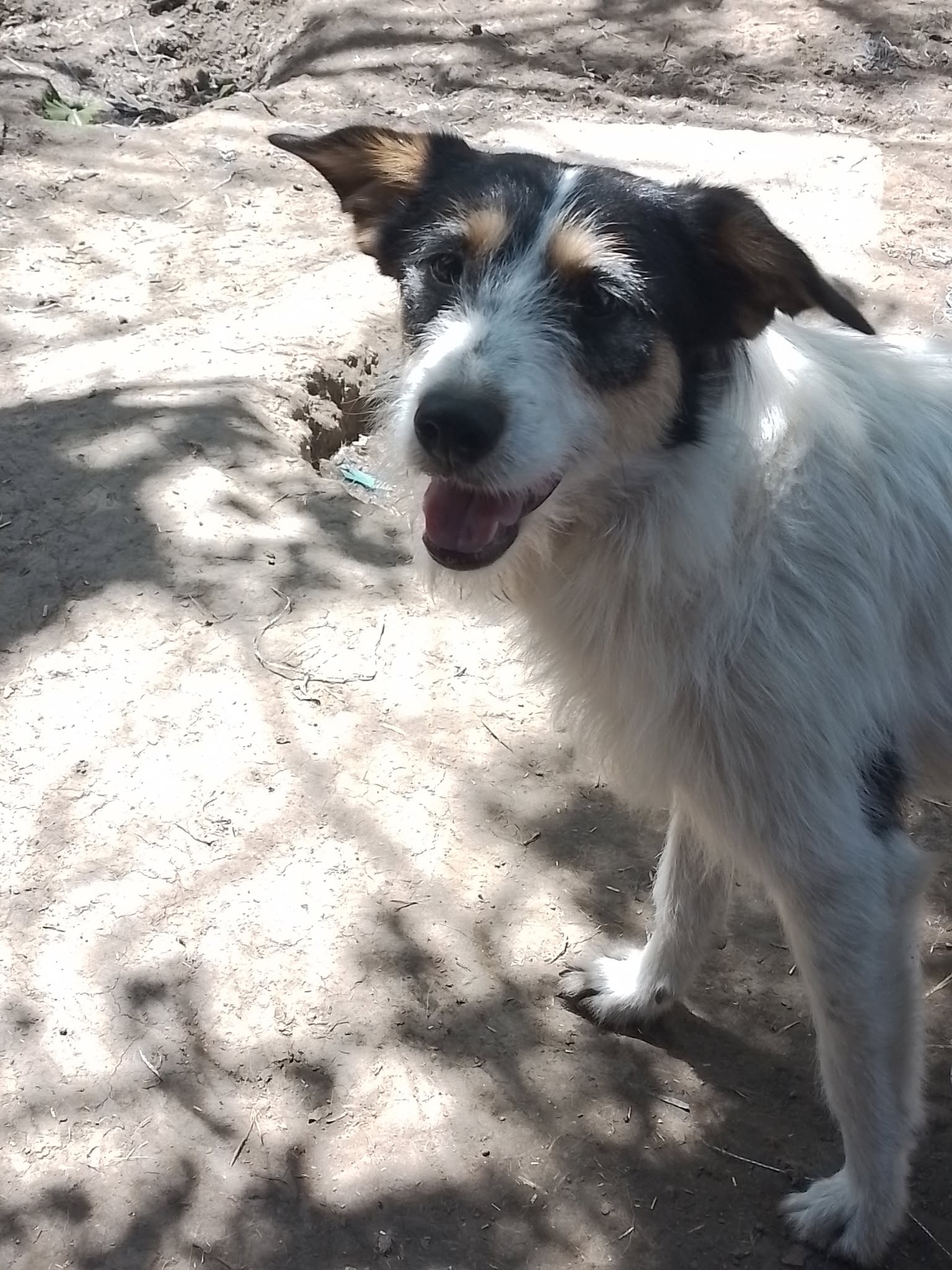 JACK