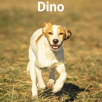Dino