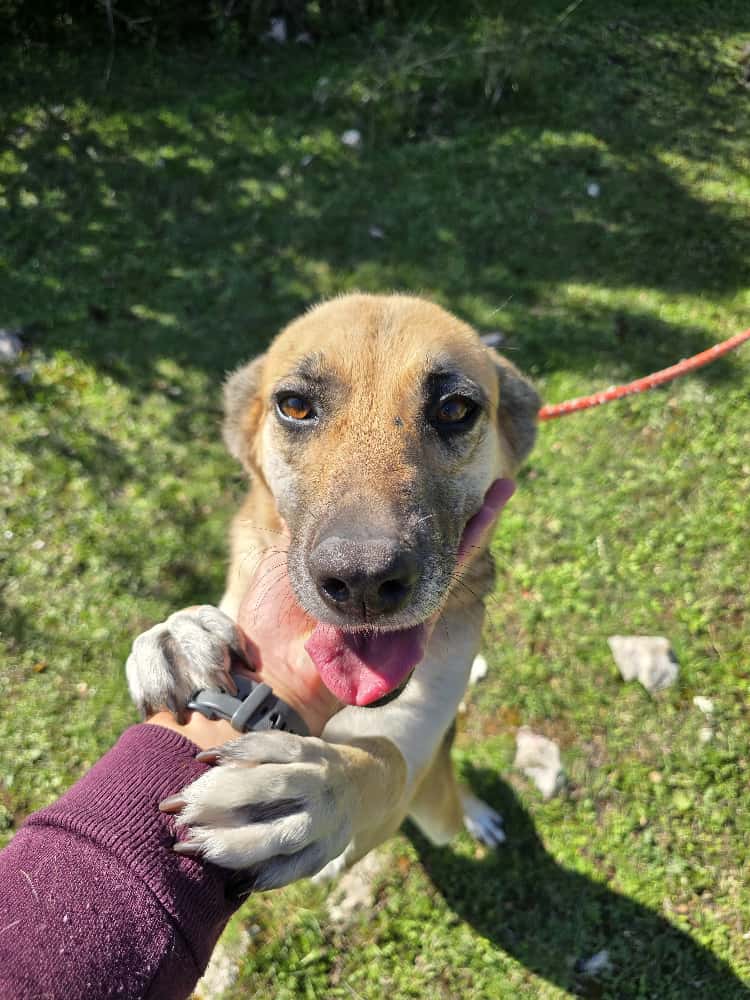 Schäferhund Mischling Roxy