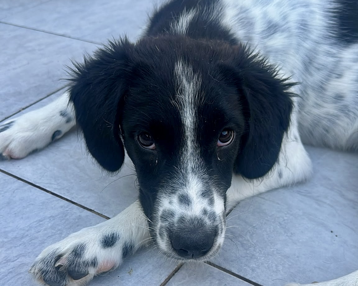 Pippa💕liebes Welpenmädchen