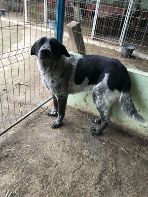 Ludwig sucht PS / Zuhause