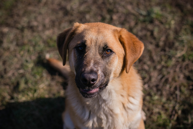 Balou
