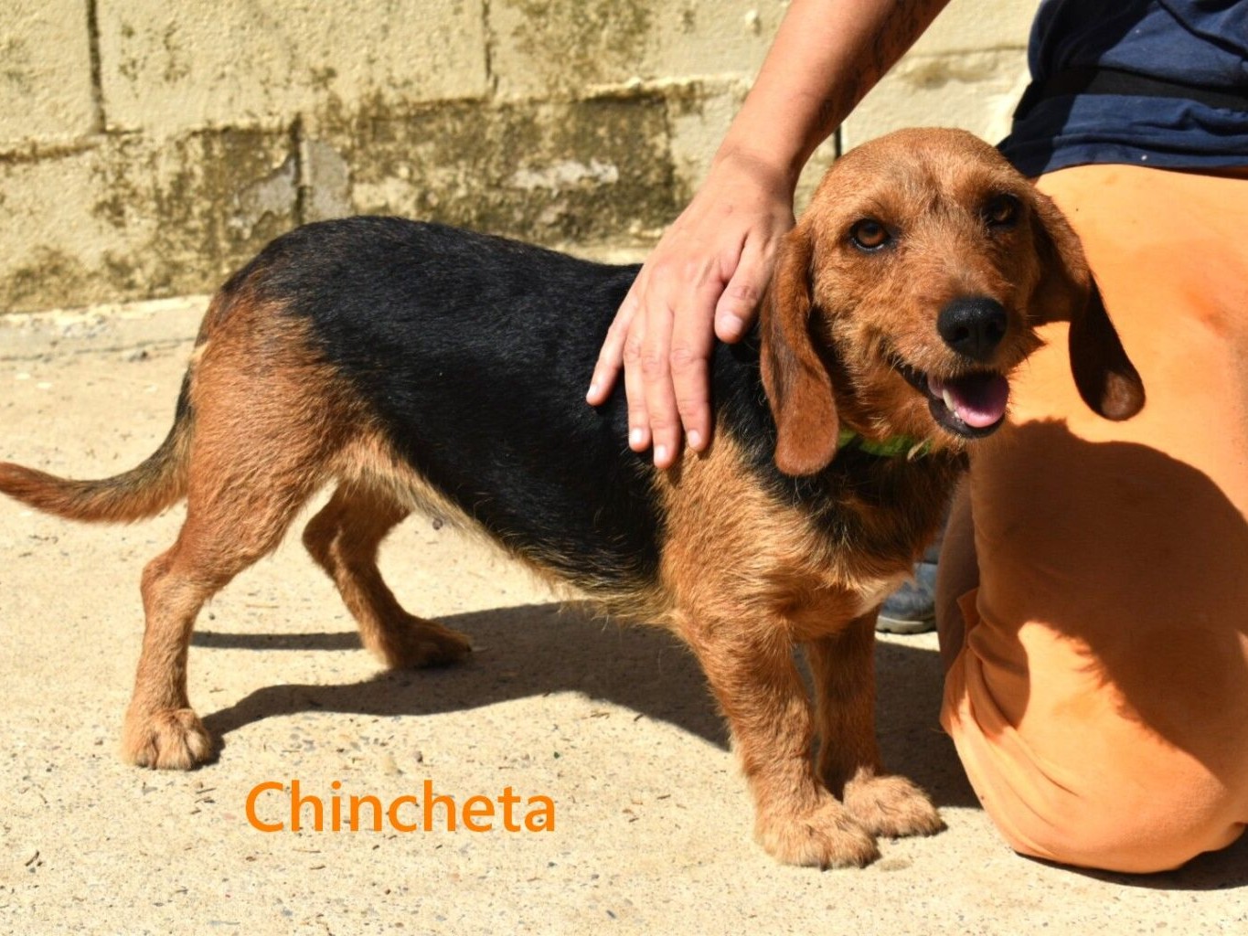 Chincheta
