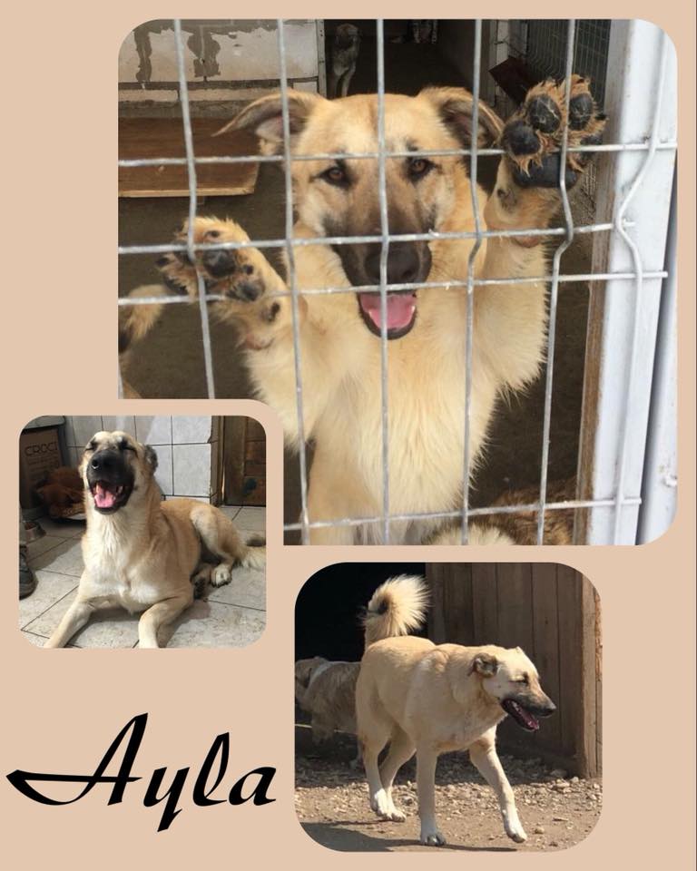 AYLA
