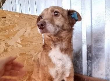 Lola, unsicher, ängstlich