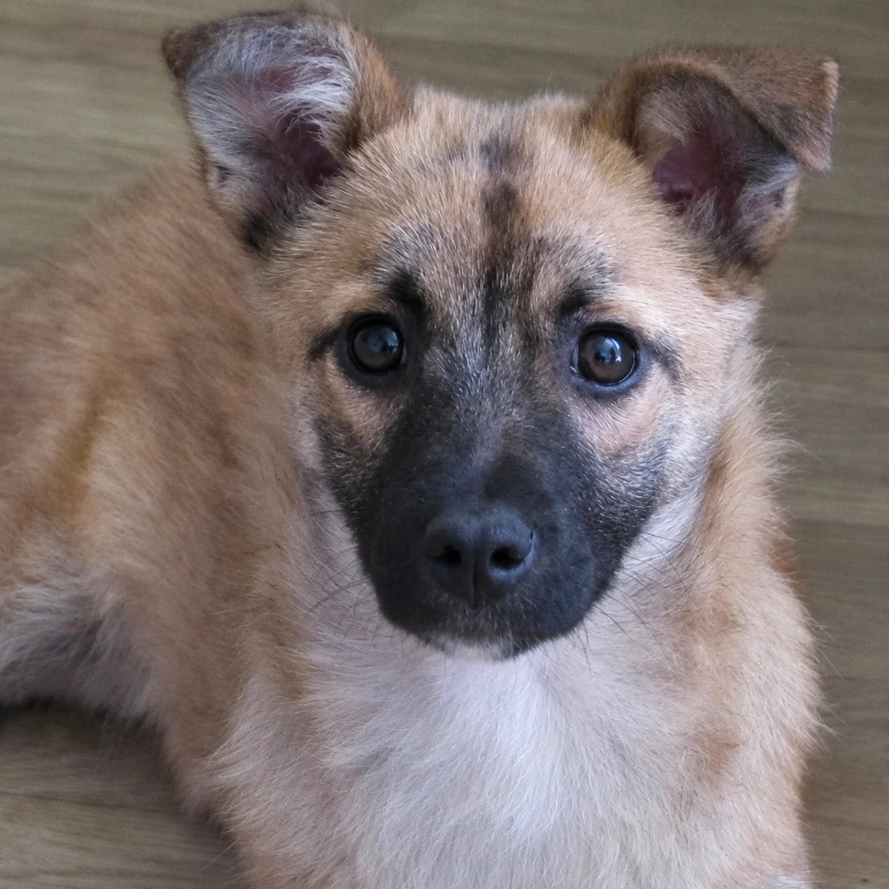 Samira ist ein Herzenshund