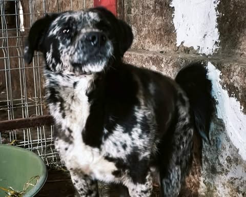 Balou