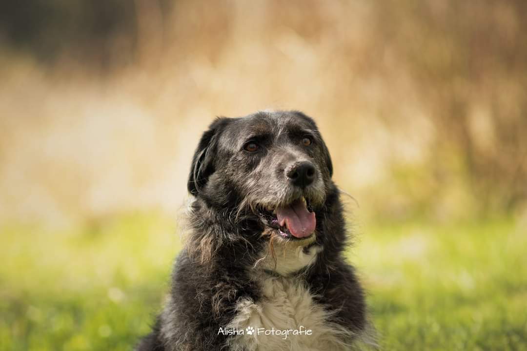 Napoleon - PLZ 68642