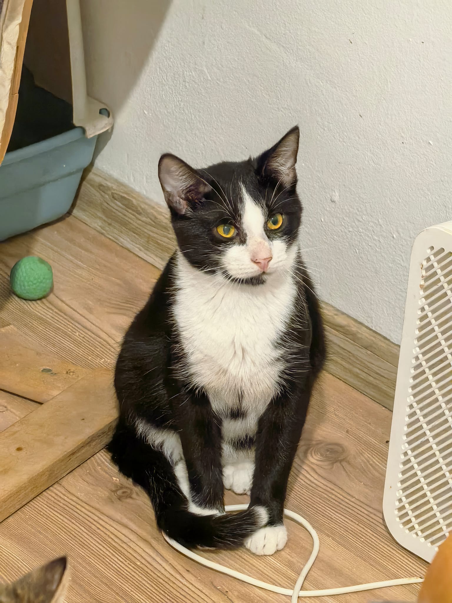 😺Sensibler Felix🍀NOTFALL